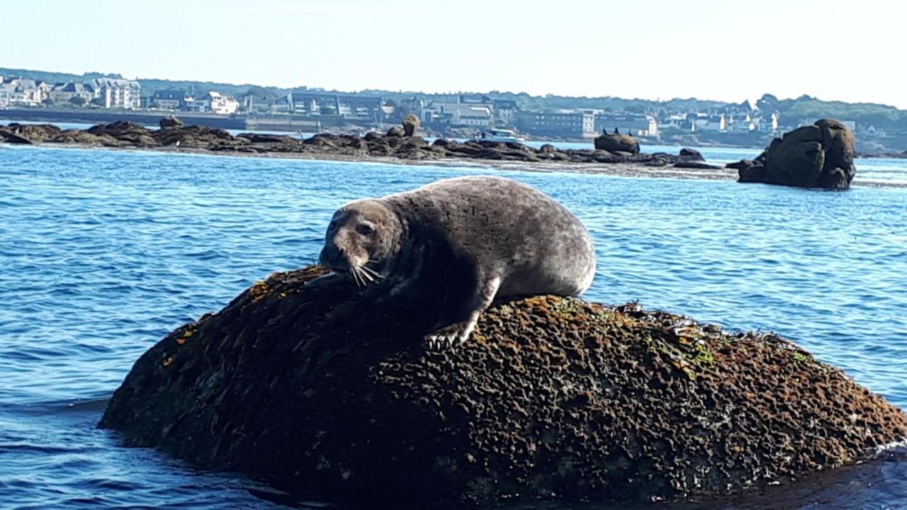 Studio Face A La Mer Concarneau Exteriér fotografie